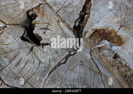 Schema di incrinature e fori su una superficie di legno invecchiato Foto Stock