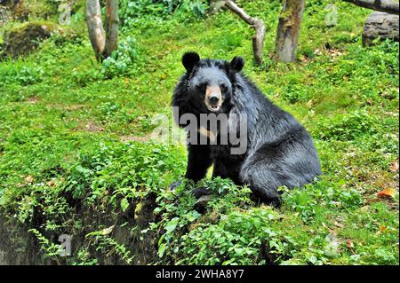 Orso nero asiatico, Ursus thibetanus, Himalayan Zoological Park, Darjeeling, Bengala occidentale, India, Asia Foto Stock