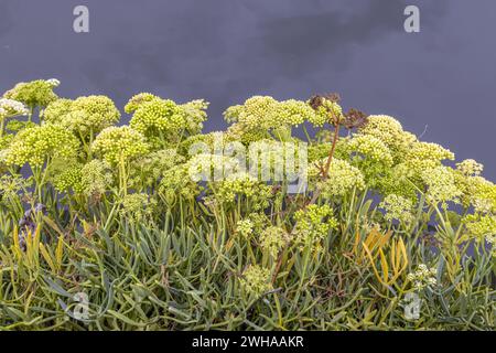 Primo piano di un gruppo di fiori non aperti alla luce del giorno Foto Stock