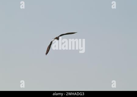 Uccello rapace che si tuffa sulla spiaggia di Byron Bay, Australia Foto Stock