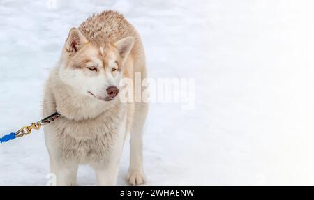 Il giovane maschio Husky legato in inverno da vicino alla luce soffusa del sole Foto Stock