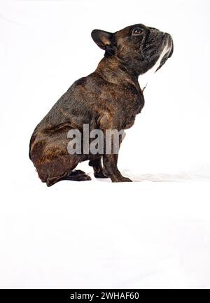 Un ritratto del cucciolo di bulldog francese Foto Stock