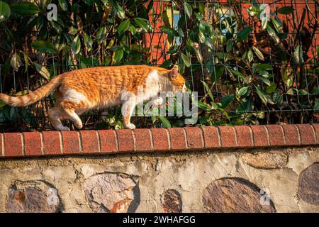 Un gatto vigile sul muro, pronto per la caccia, che mostra la sua grazia felina e l'istinto predatorio nell'ambiente esterno Foto Stock