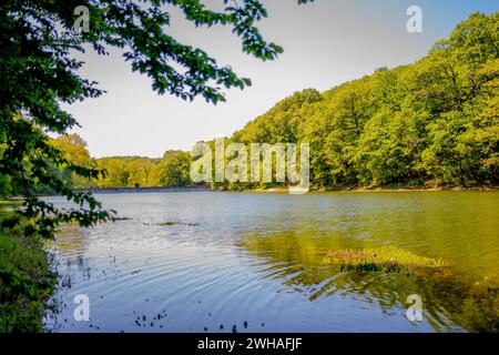 Un lago tranquillo nella foresta riflette la bellezza serena della natura nel bel tempo, creando un'oasi tranquilla e incontaminata tra gli alberi Foto Stock