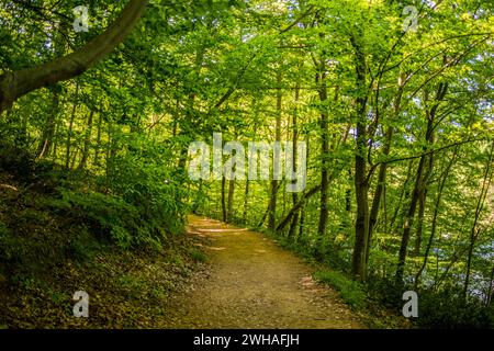 Una tranquilla strada forestale si snoda tra gli alberi, offrendo un percorso pittoresco e tranquillo per un viaggio immersivo attraverso il lussureggiante bosco Foto Stock