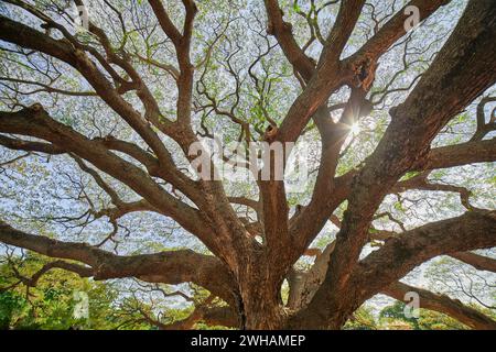 Ramo di un grande albero contro il cielo Foto Stock