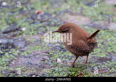 Wren troglodytes x2, camminando sul laghetto d'acqua, erbacce a caccia di piccoli uccelli gnocchi con dorso marrone e coda corta con cocco pallido sotto la linea pallida sopra il becco fine Foto Stock