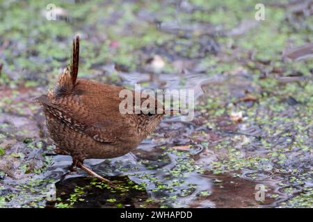 Wren troglodytes x2, camminando sul laghetto d'acqua, erbacce a caccia di piccoli uccelli gnocchi con dorso marrone e coda corta con cocco pallido sotto la linea pallida sopra il becco fine Foto Stock