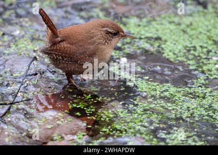 Wren troglodytes x2, camminando sul laghetto d'acqua, erbacce a caccia di piccoli uccelli gnocchi con dorso marrone e coda corta con cocco pallido sotto la linea pallida sopra il becco fine Foto Stock