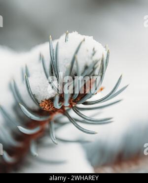 Primo piano di aghi innevati sull'albero sempreverde. Foto Stock