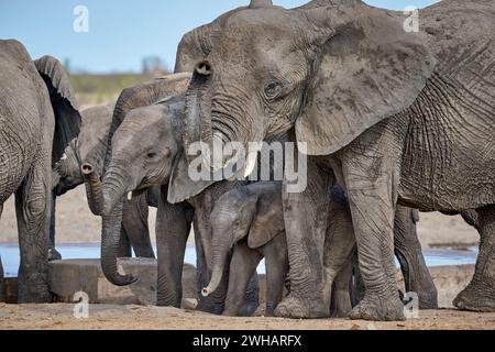 Grande branco di elefanti africani (Loxodonta africana) con bambini nella sorgente, nel Parco Nazionale di Etosha, Namibia, Africa Foto Stock