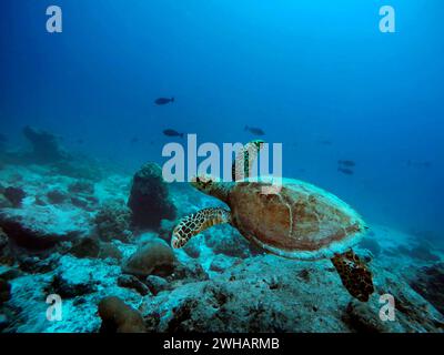 Nuota con la chelonia delle tartarughe marine verdi mydas su una barriera corallina nell'atollo di Ari, Maldive. Gruene Meeresschildkroete (Chelonia mydas) auch Suppenschild Foto Stock