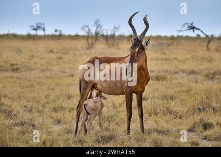 Alcelafo rosso (Alcelaphus caama), vitello neonato che allatta la madre, Parco nazionale di Etosha, Namibia, Africa Foto Stock