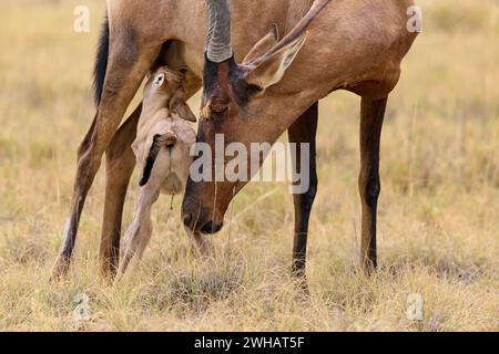 Alcelafo rosso (Alcelaphus caama), vitello neonato che allatta la madre, Parco nazionale di Etosha, Namibia, Africa Foto Stock