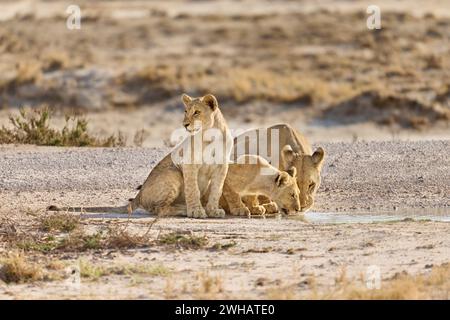 Lioness (Panthera Leo) con cuccioli che bevono da una pozza d'acqua, Parco Nazionale di Etosha, Namibia, Africa Foto Stock