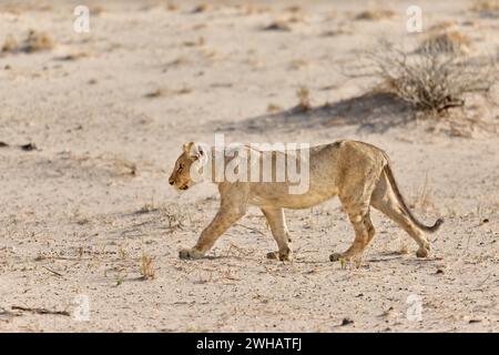 Cucciolo di leone (Panthera Leo), Parco Nazionale di Etosha, Namibia, Africa Foto Stock