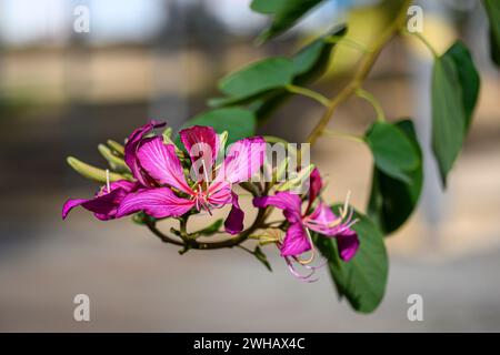 Bauhinia variegata è una specie di pianta in fiore della famiglia dei legumi Fabaceae, i nomi comuni includono l'albero delle orchidee e l'ebano di montagna Foto Stock