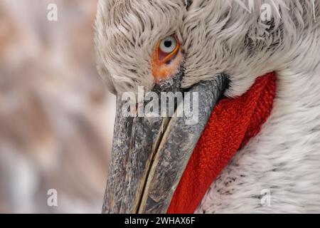 Testa molto dettagliata di un pellicano. La borsa in pelle rossa a contrasto elevato sotto il lungo becco è splendidamente evidenziata e i suoi occhi ghiacciati sono impressionanti Foto Stock