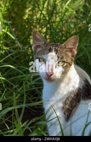Ritratto di un gatto con tabby e pelliccia bianca Foto Stock