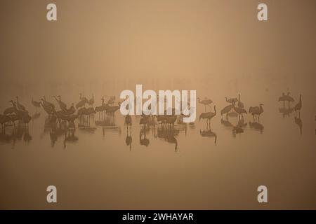 Gru comune (Grus grus) sagomata nelle acque poco profonde all'alba. Fotografato nella valle di Hula, in Israele, a gennaio Foto Stock