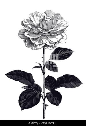 Rosa in fiore. Illustrazione disegnata a mano con incisione. Disegno a inchiostro. Fiore isolato su sfondo bianco. Foto Stock