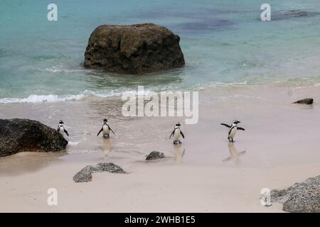 I Penguins africani su una spiaggia. Africano o Jackass, pinguini (Spheniscus demersus) si trovano lungo le coste del Sud Africa. Fotografato a Boulde Foto Stock