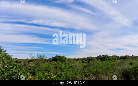 Cielo blu con nuvole di Cirro chiaro fotografate al Jabotinsky Park - Shuni, Carmel Mountain, Israele Foto Stock