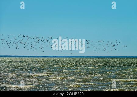 Migrazione delle limicolae (predominano stint, dunlin e curlew sandpiper) sulla costa di Arabatskaya Strelka, lago Sivash. Stop-over di maggio Foto Stock