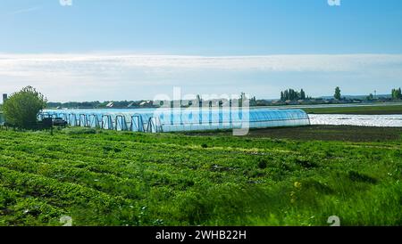 Coltivare verdure sotto un film e in una serra su scala industriale, orticoltura protetta Foto Stock