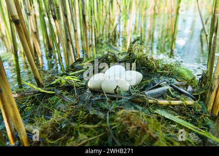 Bird's Nest Guida. Nidologia. Il grasso slavoniano (Podiceps auritus) galleggia in letti di canna del lago eutrofico meridionale con abbondanza di canne comuni (P. Foto Stock