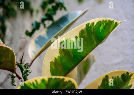 Cultivar variegata della Ficus elastica var. Tineke Foto Stock
