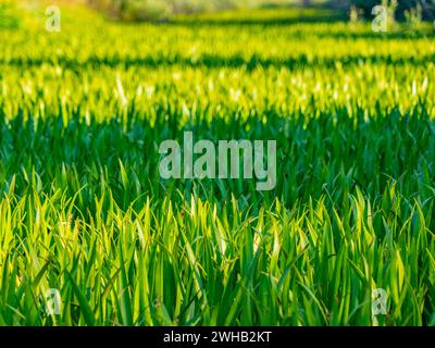 Ristagno di acqua. Questo ex canale di drenaggio si è insabbiato ed è cresciuto con soldato di acqua dolce (Stratiotes aloides) e divenne invalicabile. Lea Foto Stock