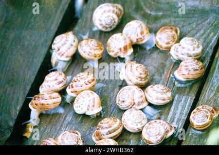 Lumaca a fascia di cioccolato (Eobania vermiculata) su una vecchia tavola sotto la pioggia. Costa sud della Crimea, Kara Dag Foto Stock