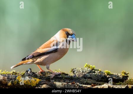 Hawfinch Coccothraustes coccothraustes incredibile uccello appollaiato su uno sfondo sfocato Foto Stock