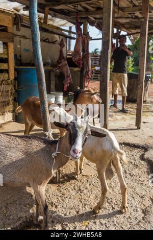 Capre in attesa di essere macellate e messe in vendita su una strada nella Repubblica Dominicana. Le carcasse macellate possono essere viste appese nel dorso Foto Stock