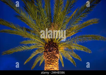 Palma da dattero delle Isole Canarie (Phoenix canariensis) illuminata da un sistema di illuminazione circolare fissato intorno al tronco. Foto Stock
