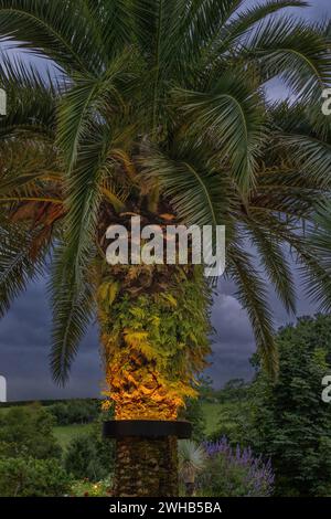 Palma da dattero delle Isole Canarie (Phoenix canariensis) illuminata da un sistema di illuminazione circolare fissato intorno al tronco. Foto Stock