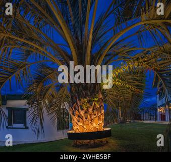 Palma (Butia odorata) illuminata da un sistema di illuminazione circolare fissato intorno al tronco. Foto Stock