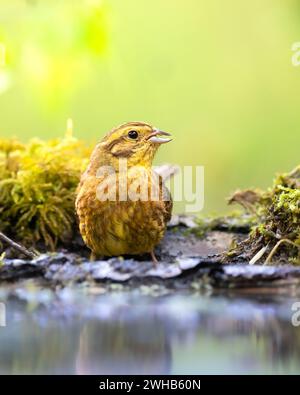 Il giallastro di uccelli Emberiza citrinella sul ramo, incredibile luce calda al tramonto Foto Stock