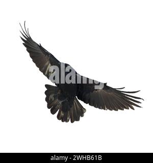 Uccelli che volano corvo isolati su fondo bianco Corvus corax. Halloween, silhouette di un grande uccello nero in volo Foto Stock