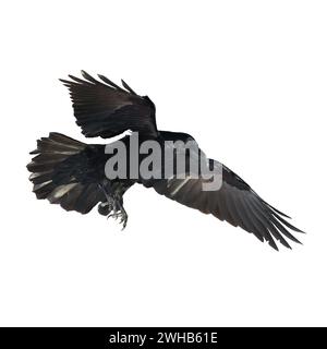 Uccelli che volano corvo isolati su fondo bianco Corvus corax. Halloween, silhouette di un grande uccello nero in volo Foto Stock