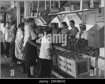 Leesburg, Virginia. USA agosto 1917 'World War i Farmerettes Pack Peaches on a Virginia Fruit Farm nell'agosto 1917. Lavoratrici che confezionano pesche in casse al Blue Mountain Peaches - Loudoun Orchard Co Foto Stock