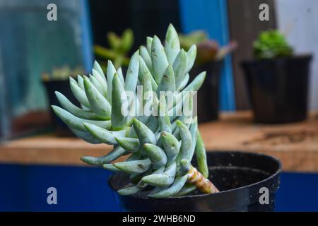 Le piante succulente hanno una forma miniaturizzata. Le foglie spesse contengono molta acqua. Questa pianta è di solito piantata in piccoli vasi per essere utilizzata come orname Foto Stock