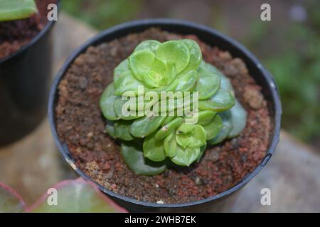 Le piante succulente hanno una forma miniaturizzata. Le foglie spesse contengono molta acqua. Questa pianta è di solito piantata in piccoli vasi per essere utilizzata come orname Foto Stock