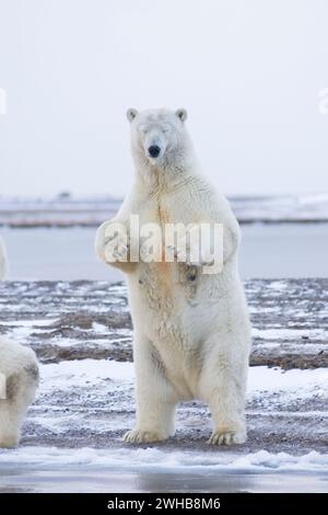 Orso polare, Ursus maritimus, donna adulta si erge per dare un'occhiata migliore a ciò che si sta avvicinando, lungo un'isola barriera sulla costa artica, Alaska Foto Stock