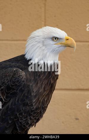 Aquila prigioniera - uccello preda - ritratto ravvicinato Foto Stock