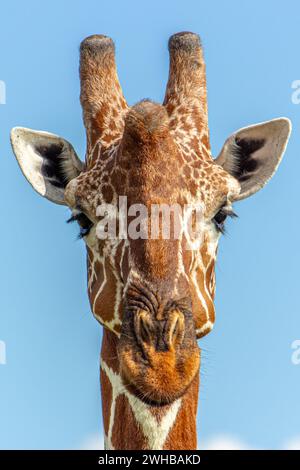 Una giraffa che si chiede cosa stiamo guardando. Foto Stock