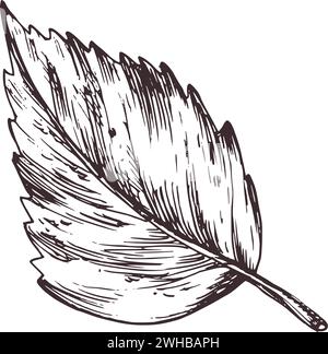 Foglie di betulla autunnale. Illustrazione botanica grafica disegnata a mano con inchiostro marrone. Oggetto isolato Illustrazione Vettoriale