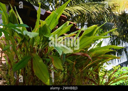 Wonosobo Indonesia 30 gennaio 2023, la lingua della suocera (Sansevieria trifasciata) è una pianta ornamentale che può vivere all'interno o all'aperto che ha Foto Stock