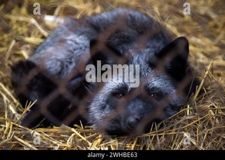 Non esclusiva: CHUBYNSKE, UCRAINA - 8 FEBBRAIO 2024 - Una volpe d'argento vive al Wild Animals Rescue Center, Chubynske, regione di Kiev, Ucraina settentrionale. Foto Stock